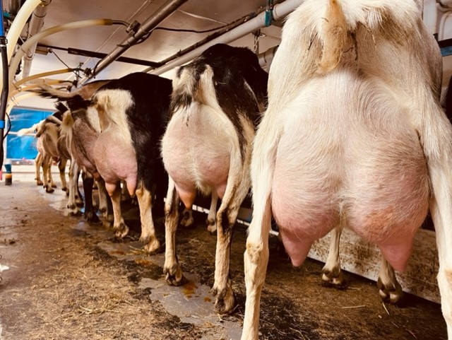 full spring udders